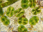 Contribuição da Professora Vera Lucia Bellin Mariano. Corresponde a um micro-organismo com parede celulósica e cloroplastos verde-claros. Possui dois plastos axiais laminares, um em cada hemicélula; nº variável de pirenóides.<br /> <br /> Palavra-chave: protista, chlorophyta, Desmidiaceae, alga unicelular.