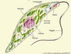 Alga mixotrfica, ou seja, pode se comportar de forma autotrfica na presena de luz ou de forma heterotrfica na ausncia dela. No possue parede celular e apresenta vacolo contrtil.<br /> <br /> Palavra-chave: Euglena, algas, flagelos, botnica, protista.