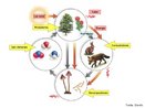 Corresponde a transferncia de matria (que forma o corpo) e energia (que acumula para realizar as funes vitais) de um organismo para outro sob a forma de alimento. <br/><br/> Palavras-chave: ecologia, produtores, consumidores, decompositores, fluxo de energia, acclico. 