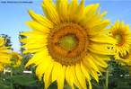 Girassol (Helianthus annuus)  uma planta anual da Famlia das Asteraceae.  caracterizada por possuir grandes inflorescncias do tipo captulo. <br /> Palavra-chave: Girassol, Planta, Anual, Asteraceae, Inflorescncia, Captulo