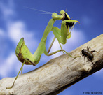 Inseto da ordem Mantodea, pertencente  Famlia Mantidae. H cerca de 2000 espcies de louva-a-deus, a maioria das quais em ambiente tropical e subtropical.<br /> <br /> Palavra-chave: Zoologia, Insetos, Mantodea, Mantidae, Tropical, Subtropical.