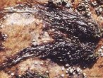 Alga vermelha foliosa de cor marrom-avermelhada, brilhante, de textura escorregadia. Apresenta alternância de gerações no ciclo reprodutor, sendo a fase haplóide (talo) é morfologicamente diferente da fase diplóide (estrutura filamentosa). Algumas espécies são utilizadas, no Extremo Oriente, na confecção de produtos culinários como o nori (no Japão) e o gim (na Coreia).<br /> <br /> Palavras-chave: Rhodophyta, reino Plantae, algas superiores.