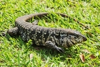 Tei  o lagarto mais comum em cativeiro, no Brasil. Atinge at 1,4 m de comprimento. Cabea comprida e pontiaguda, mandbulas fortes providas de um grande nmero de pequenos dentes pontiagudos. Lngua cor-de-rosa, comprida e bfida. Cauda longa e arredondada. Colorao geral negra, com manchas amareladas ou brancas sobre a cabea e membros.<br /> <br /> Palavra-chave: lagarto, Tei, cativeiro, Brasil, amarelo, Rptil, Zoologia, Biologia, Cincias.