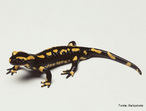 Salamandra