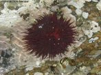 Animais invertebrados de corpo mole e gelatinoso, fixos em objetos submersos no mar.<br /> <br /> palavra-chave: Cnidrios, antozorios, plipos, cnidoblastos, tentculos. 