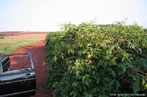 Cultivo onde ocorre at 10 mil plantas por hectare, impedindo a entrada de colheitadeiras e tratores nas reas, favorecendo o uso de mo-de-obra. <br /> Palavra-chave: cultura, poda, tcnicas, plantio.