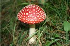 Amanita muscaria