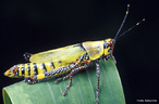 Os gafanhotos são insetos pertencentes à Subordem Caelifera da Ordem Orthoptera, caracterizados por terem o fêmur das pernas posteriores muito grandes e fortes, o que lhes permite deslocarem-se aos saltos.<br /> <br /> palavra-chave: Zoologia, Artrópodes, Insetos, Ordem Ortóptera, Saltos