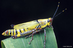 Os gafanhotos so insetos pertencentes  Subordem Caelifera da Ordem Orthoptera, caracterizados por terem o fmur das pernas posteriores muito grandes e fortes, o que lhes permite deslocarem-se aos saltos.<br /> <br /> palavra-chave: Zoologia, Artrpodes, Insetos, Ordem Ortptera, Saltos