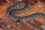 Bothropoides neuwiedi