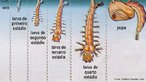 O ciclo de vida do mosquito Aedes apresenta uma fase aqutica e uma fase terrestre e,  composto por quatro fases de desenvolvimento: ovo, larva, pupa (correspondem  fase aqutica do ciclo) e adulto (correspondendo  fase terrestre). O perodo para o desenvolvimento embrionrio dura, em condies favorveis, de dois a trs dias. <br /> <br /> palavra-chave: insetos, vetor, dengue, Aedes, gua limpa e parada.