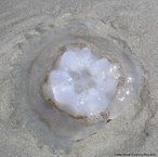 Filo Cnidaria, Classe Scyphozoa, contendo mais de 200 espcies.<br /> <br /> Palavra-chave: Cnidaria, Scyphozoa, espcies, flutuantes, Zoologia, Biologia, Cincias, Biodiversidade.