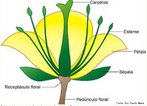 Estrutura responsvel pela reproduo das angiospermas. <br /> <br /> palavra-chave: Reproduo. Angiospermas. Flor. Carpelos. Gineceu.