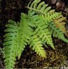 São plantas vasculares, sem semente e dependentes da água para fecundação. Habitam ambientes sombrios e úmidos e são normalmente usadas como plantas ornamentais.<br /> <br /> Palavra-chave: metaphyta, esporófito, pteridófita, traqueófitas.