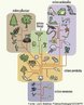 Ramo da Cincia responsvel pela classificao dos seres vivos. Estabelece critrios como: caractersticas fisiolgicas, evolutivas, anatmicas e ecolgicas separando os seres vivos em grupos. Os seres vivos so classificados da seguinte maneira: reino, filo, classe, ordem, famlia, gnero e espcie.<br /> <br /> Palavra-chave: classificao, Carl von Linn, categorias taxonmicas, monera, protista, fungi, plantae, animal, cinco reinos.