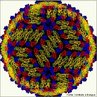 O vírus da dengue é composto por um filamento único de ácido ribonucléico (RNA) que é revestido por uma capa de proteína (capsídio) icosaédrica. é um arbovírus do gênero Flavivírus e pertencente à família Flaviviridae. Apresenta quatro sorotipos, denominados Den-1, Den-2, Den-3, Den-4 .<br /> <br /> Palavra-chave: arbovírus, Flaviviridae, glândulas salivares, mosquito Aedes.