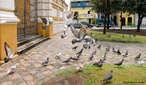 Filo Chordata, Classe das Aves, Ordem Columbidae, Famlia Columbiformes que inclui os pombos, pombas, rolas e rolinhas.H cerca de 300 espcies desta famlias distribudas em todos os continentes. Os columbdeos so aves de pequeno e mdio porte, com pescoo, bico e patas curtas, que se alimentam de sementes e frutos.<br /> <br /> Palavra-chave: Chordata, aves, Columbidae, Columbiformes, espcies, porte.