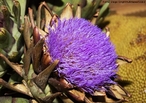 Planta originria da zona mediterrnea, com mais ou menos um metro e meio de altura.<br /> <br /> Palavra-chave:alcachofra, zona, mediterrnea, altura, flor, Botnica, Biologia, Cincias. 