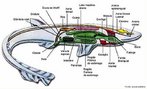 Anatomia de tubaro