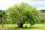 rvore nativa do Brasil.  empregada na construo civil, como agente tintorial e/ou cultivada com fins ornamentais.<br /> <br /> Palavras-chave: Angiosperma, arrueira, corneba, dermatites fitognicas.