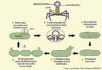 Corresponde ao vrus capaz de infectar e destruir bactrias. Formado por uma cpsula protica que contm seu material gentico e uma cauda, que utiliza para perfurar a parede celular de procariontes e injetar seu DNA, que passa, ento, a comandar todo o metabolismo da clula hospedeira.<br /> <br /> Palavras-chave: fago, acelulares, procariontes, reproduo viral, lise celular.