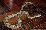 Este tipo de serpente apresenta hbito noturno, terrestre e pode ser encontrada em campos e cerrados. Alimenta-se de pequenos mamferos, aves, lagartos, serpentes e anfbios. A gestao dura em torno de quatro meses, ocorre uma vez ao ano e costumam nascer de 12 a 14 filhotes. Vivem em mdia 15 anos.<br /> <br /> Palavras-chave: rpteis, ofdios, squamata, serpentes, caiara, jararaco.