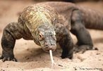 Espcie de lagarto que vive nas Ilhas de Komodo, Rintja, Padar e Flores, na Indonsia, habitando florestas e clareiras.  o maior de todos os lagartos atuais, chega a medir 3,5 m e a pesar at 110 kg, vivendo, em mdia, 50 anos. Possui a cabea grande, o corpo macio e as patas com fortes garras. So predadores que atacam e matam porcos selvagens, cabras, jovens bfalos, cavalos, macacos, veados e aves.<br /> <br /> palavra-chave: Rptil. Squamata. Sauria. arnvoro. Drago. Lagarto. Komodo. 