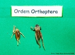 A ordem Ortoptera inclui os gafanhotos, gafanhotos peregrinos, grilos e afins. So insetos de tamanho relativamente grande, com aparelho bucal mastigador, antenas de comprimento varivel e olhos compostos bem desenvolvidos. <br /> <br /> palavra-chave: Orthoptera, insetos, salto, Zoologia, Biologia, Cincias.