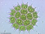 Microalga de coloração verde e que vive em ambientes de água doce. <br/> <br /> Palavras-chave: cosmopolita, Chlorophyta, planctônicos. 