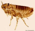 Ectoparasitas que se alimentam do sangue de mamíferos e aves. São pequenos insetos marrons e sem asas, capazes de pular até 30 cm. Podem transmitir doenças como: o tifo (febre tifóide) e a peste bubônica (também conhecida como peste negra na Idade Média). O tempo de vida de uma pulga pode chegar a 4 meses.<br /> <br /> Palavras-chave: artrópodes, insetos, hexápodos, parasitas, hematófagos.