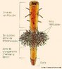 rgo vegetal que tem como funes a fixao da planta ao substrato, a absoro de gua e sais minerais e, geralmente, o armazenamento de substncias de reserva.<br /> <br /> Palavras-chave: botnica, anatomia vegetal, transporte, seiva bruta.