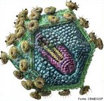 Seres extremamente pequenos, acelulares, constituídos por uma cápsula de proteína e material genético do tipo RNA. São parasitas intracelulares obrigatórios e responsáveis pela síndrome da imunodeficiência humana – AIDS.<br /> <br /> Palavras-chave: retrovírus, parasitas, patologias, mutações, AIDS.