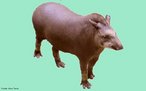 Maior mamífero terrestre do Brasil, alcançando até 1,20m de altura. Vive em florestas e campos da América do Sul, do leste da Colômbia até o norte da Argentina e Paraguai. Possui hábito noturno, porém também pode realizar atividades durante o dia. Chega a pesar cerca de 300 kg e viver 35 anos. A gestação dura aproximadamente 13 meses, nascendo apenas um filhote. <br /> <br /> Palavra-chave: tapir, Tapirus terrestris, Perissodactyla, ungulados, animal silvestre.
