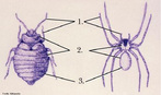 Esquematiza as estruturas que formam o corpo de alguns representantes do Filo Arthropoda. Apresentam um exoesqueleto quitinoso e o corpo dividido em cabea, trax e abdome. Em alguns grupos a cabea encontra-se unida ao trax formando a estrutura cefalotrax.<br /> <br /> Palavra-chave: morfologia, esqueleto, quitina, apndices articulados.