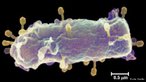 São vírus DNA ou Rna que parasitam apenas organismos procariontes. O mais conhecido é o que invadem a bactéria intestinal Escherichia coli, conhecido como fagos T. Estes são constituídos por uma cápsula protéica bastante complexa, que apresenta uma região denominada cabeça, com formato poligonal, envolvendo uma molécula de DNA, e uma região denominada cauda, com formato cilíndrico, contendo, em sua extremidade livre, fibras protéicas.<br /> <br /> Palavra-chave: ciclo lítico, fago T, ciclo lisogênico, bactérias, acelulares.
