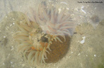 Filo Cnidaria, invertebrado pertencente  Famlia dos Cerianthidae, do grupo das anmonas, corais e medusas, apresentam grande semelhana com as anmonas do mar, mas somente na aparncia, tambm chamadas por sua vez de anmonas tubo. <br/><br/> Palavras-chave: Cnidaria, Cerianthidae, anmonas, invertebrado, Zoologia, Biologia, Cincias. 