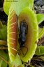 A espécie Dioneaea muscipula é uma planta carnívora que captura insetos extraindo desses, através de enzimas digestivas, compostos nitrogenados para seu desenvolvimento.<br /> <br /> Palavra-chave: Angiospermas. Plantas. Carnívoras. Insetos. "Papa-mosca". Carência. Nitrogênio.