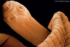 As tênias, vermes achatados pertencentes ao filo plathelmintes, apresentam o corpo dividido em escólex (cabeça), colo (pescoço) e proglotes (anéis). A Taenia solium apresenta, no escólex, uma coroa de ganchos denominada rostro que auxilia na fixação do verme à mucosa intestinal. <br/><br/> Palavras-chave: platelmintes, cestóides, teníase, vermes, cisticercose, suínos. 