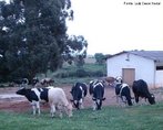 Contribuio do Professor Luiz Cesar Nadal. Bovinos da raa holandesa, resultado de uma srie de cruzamentos entre bovinos de diversas regies da Europa, universalmente conhecida como a de maior potencial para produo de leite.<br /> <br /> Palavra-chave: Bovino. Leiteiro. Raa. Holandesa. Europa. Cruzamentos. 