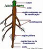 Órgão que fixa a planta ao solo ou a um suporte e pelo qual ela absorve as substâncias que necessita para o seu desenvolvimento. Na maioria das plantas a raiz é subterrânea, no entanto, há plantas que têm raízes aquáticas e até aéreas. Há tipos de raízes que acumulam substâncias de reserva.<br /> <br /> Palavra-chave: Morfologia. Partes. Plantas. Fixação. absorção. Colo. Coifa. Pilosa. 