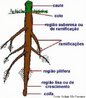 rgo que fixa a planta ao solo ou a um suporte e pelo qual ela absorve as substncias que necessita para o seu desenvolvimento. Na maioria das plantas a raiz  subterrnea, no entanto, h plantas que tm razes aquticas e at areas. H tipos de razes que acumulam substncias de reserva.<br /> <br /> Palavra-chave: Morfologia. Partes. Plantas. Fixao. absoro. Colo. Coifa. Pilosa. 