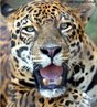 Maior felino das Américas, alcançando 1,80 m de comprimento e 90 Kg. Habita áreas de vegetação densa, com abundância de água e alimentação; áreas tropicais e subtropicais, cerrado, caatinga e pantanal. A gestação de uma onça dura 90 – 110 dias podendo nascer de 01 a 04 filhotes. O tempo estimado de vida é de 25 anos.<br /> <br /> Palavra-chave: mamífero, felinos, Panthera, carnívoros.