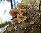 É um tipo de fungo pluricelular que apresenta o formato achatado e vive sobre troncos de árvores mortas.<br /> <br /> Palavra-chave: Fungos, basidiomicetos, pluricelulares. 