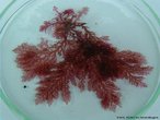 Algas macroscópicas com coloração geralmente vermelha. Apresentam parede celular formada por celulose, ágar e carragenina.<br /> <br /> Palavra-chave: talo, fitoplâncton, cloroplastos, recifes.