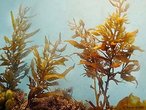 Sargassum sp