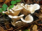 O Shitake é um fungo e seu cultivo (há aproximadamente 800 anos pelos orientais) se dá em toras ou substratos à base de serragem de madeira. Destaca-se dos outros cogumelos devido ao seu alto teor em vitaminas e substâncias que fortalecem o sistema imunológico. Este fungo é muito usado na culinária chinesa e japonesa.<br /> <br /> Palavra-chave: cogumelos, reino Fungi, comestível, propriedades terapêuticas.