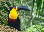 Tucano de bico preto