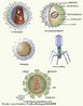 Os vírus são organismos acelulares, portadores de um único tipo de material genético: DNA ou RNA e uma cápsula protéica. Intracelulares obrigatórios e causadores de patologias em diversos organismos.<br /> <br /> Palavra-chave: viroses, bacteriófagos, hepatite C, gripe, HIV, varicela, capsídeo.