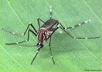 O Aedes aegypti é um mosquito preto com listras brancas no corpo. Vive dentro ou nas proximidades das habitações. Transmissor do vírus da dengue e da febre amarela, se desenvolve em água parada e limpa.<br /> <br /> Palavra-chave: artrópode, inseto, vetor, febre amarela, dengue.
