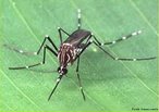 Aedes aegypti